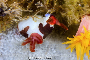 Taken at Cannibal Rock, Komodo with Canon 7d, F14 1/200 I... by Stuart Ganz 